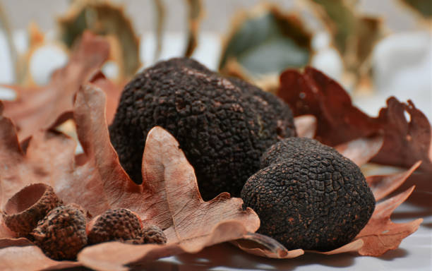 Perigord dudu truffle ninu igbo pẹlu leaves ni Igba Irẹdanu Ewe.melanosporum truffle