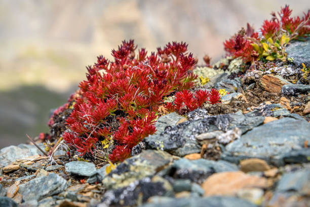 붉은 이국적인 꽃 로디올라(Rhodiola Quadrifida)가 산 높은 돌에 가까이 있는 아름다운 꽃 배경