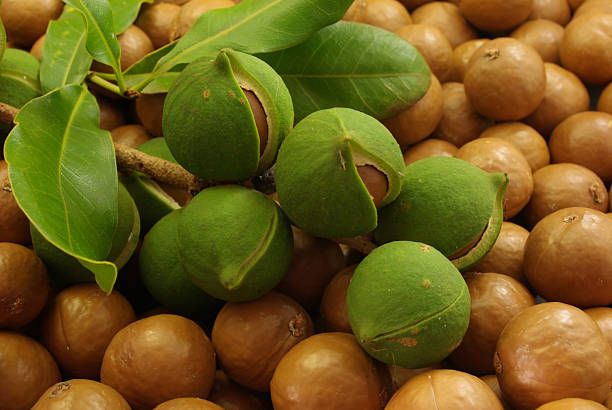 Pęczek orzechów makadamia w łuskach i liście makadamia ułożone na wierzchu orzechów makadamia.Zielone łuski wokół orzechów dopiero zaczynają się otwierać i odsłaniać orzechy w środku.