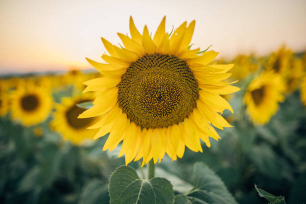 kelopak kuning bunga matahari, di ladang pertanian bunga matahari